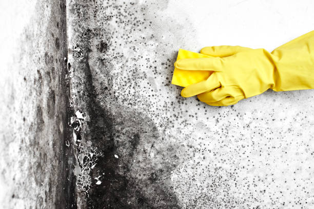 Best Air Quality Testing for Mold Spores  in Dewitt, MI