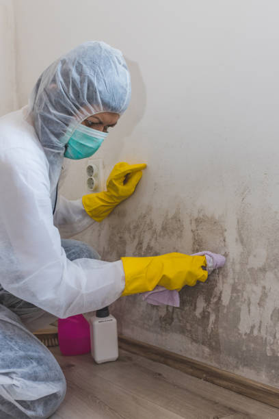 Best Airborne Mold Testing  in Dewitt, MI
