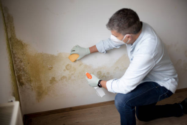 Best Mold Removal for HVAC Installations  in Dewitt, MI