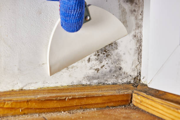 Best Water Damage & Mold Remediation  in Dewitt, MI