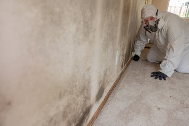 Best Black Mold Removal  in Dewitt, MI